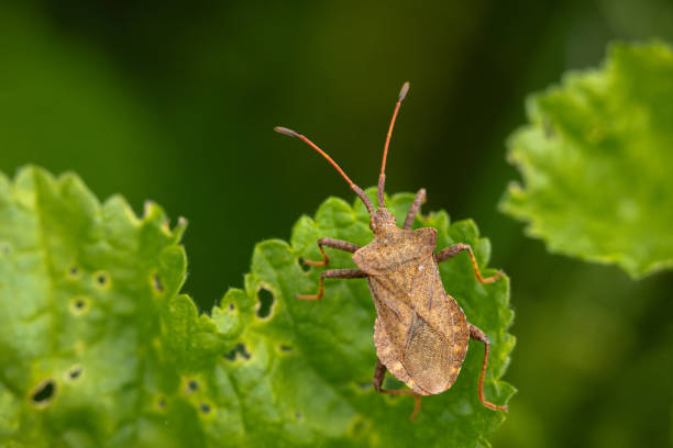istock Small insect with black spots perched on green plant leaves 2156062030
