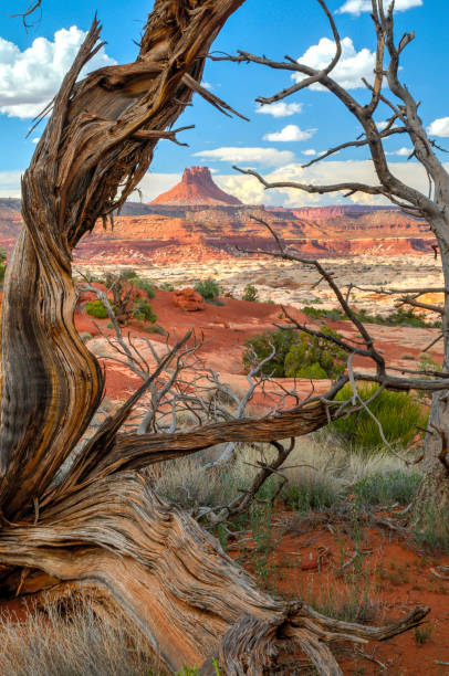 istock Worn tree against a vast valley with red soil and rocks 2156062379