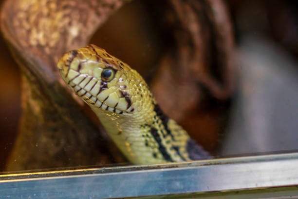 istock Snake on museum window sill gazing outside 2156062524