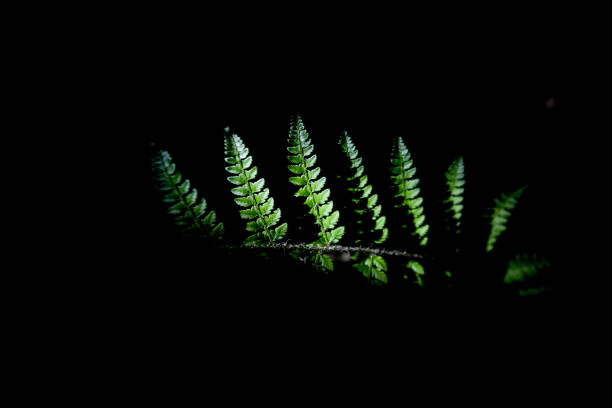 istock Luminous Fern in the Dark 2156062867