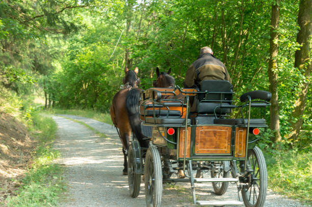 istock Traditional carriage with two horses in a green forest 2156063126