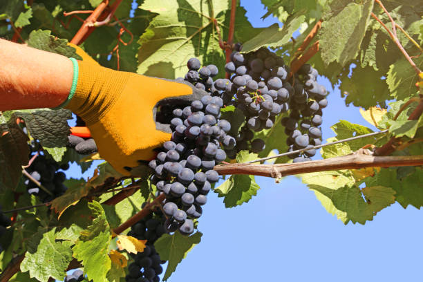istock winemakers hand cuts ripe grapes from wine. Blue sky. 2156063195