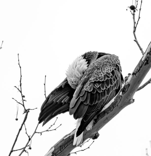 istock American Bald Eagle takes time to pluck some feathers or could be hiding his head. 2156063529