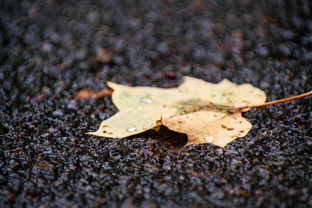 A yellow leaf on a wet asphalt pavement near a roadside puddle