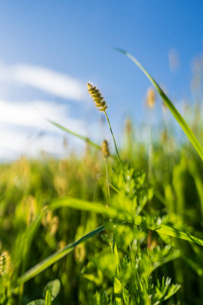 Grassy roadside with a sky backdrop
