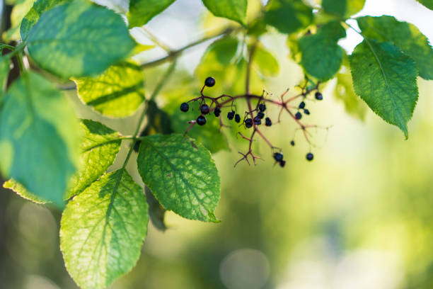 Tree with nearly ripe leaves and berries