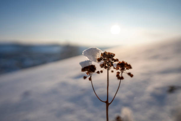 The Sunset behind snow-covered desert flower