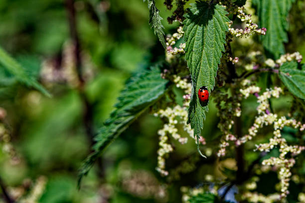 Abstract macrophotography of a thorny plant in nature with a red lady bug.