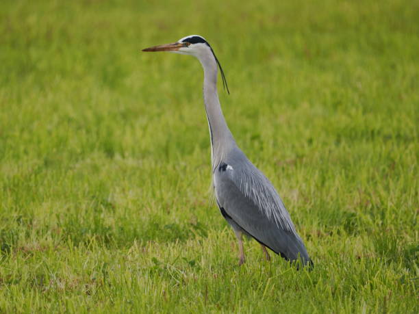 istock Blue heron standing in field, making eye contact with camera 2156064047