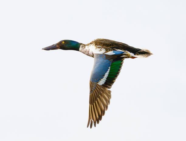 istock Northern Shoveler in flight 2156064085