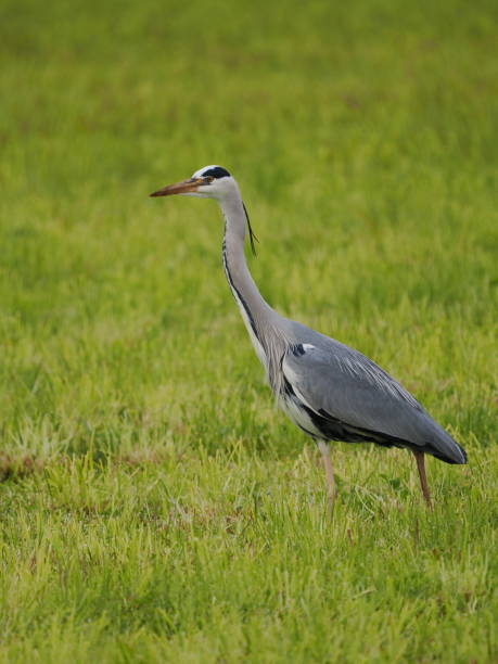 istock Bird with long legs standing in tall grass 2156064091
