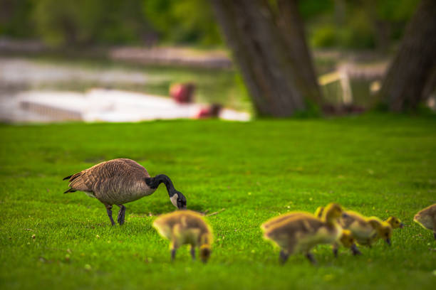 A goose with its baby geese on a green lawn