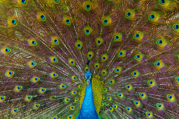 istock Indian peafowl (Pavo cristatus), also known as the blue peafowl. 2156064297