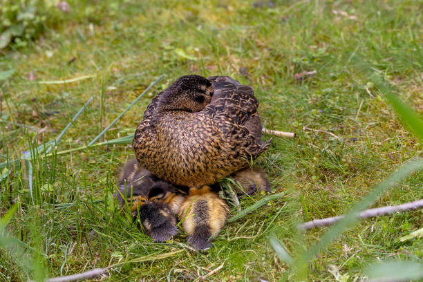 a Mother duck caring for her ducklings in a park's greenery