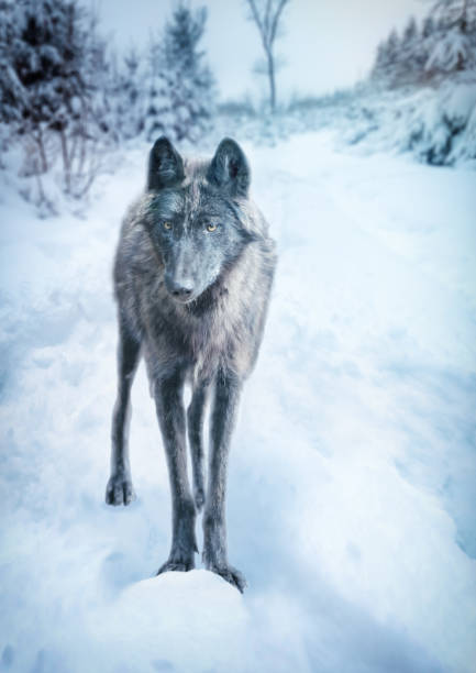 A vertical shot of a wild wolf in a snow-covered landscape