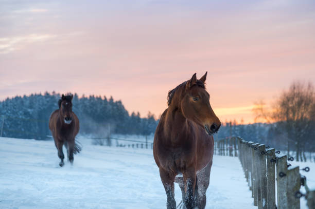 istock Westphalian horses in a snow-covered paddock, standing at the gate at sunset 2156064384