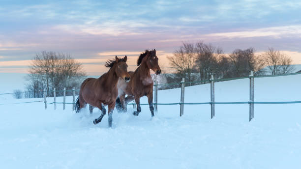 istock Brown horses galloping in a snowy landscape at sunset 2156064464
