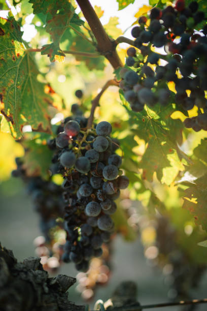 istock some grapes are on the vine, and in the sunlight 2156064666