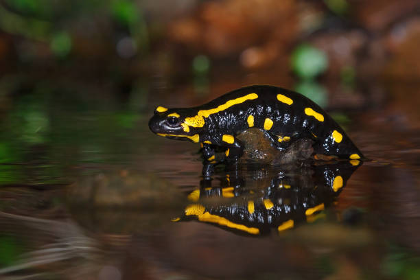 istock Yellow and black frog perched on rocks in the water 2156064755
