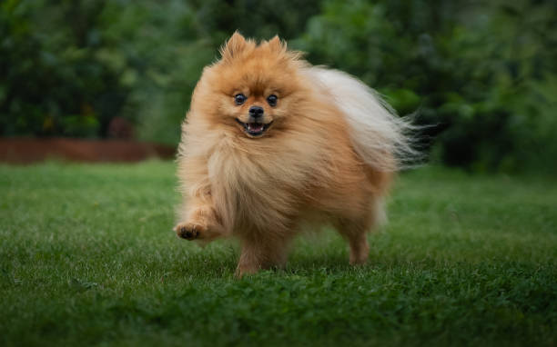 istock Small Pomeranian dog running on grass with open mouth 2156064779