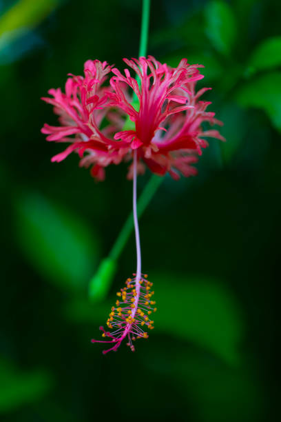 istock a red flower that is being watered by some water mist 2156064805
