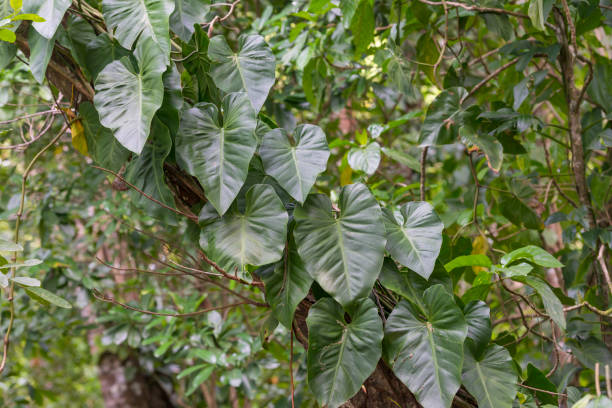 istock a forest full of green plants and trees next to trees 2156064831