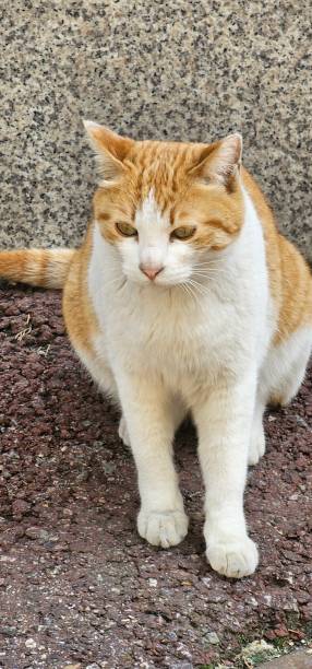 istock an orange and white cat is sitting next to the wall 2156064946
