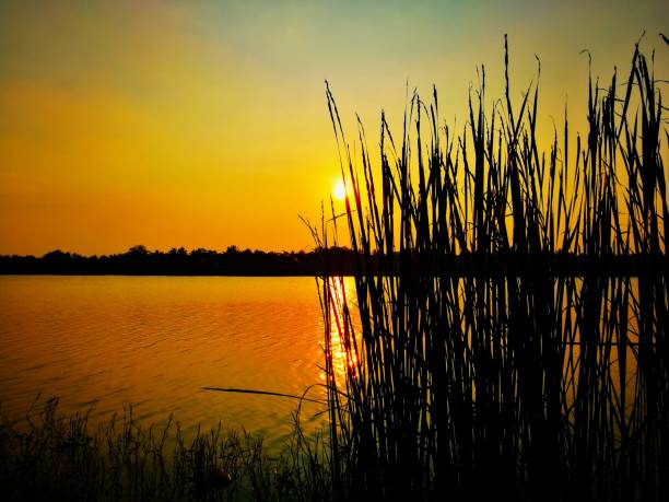 istock Sunset over water with reeds at the shoreline 2156065090