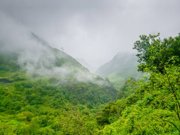 istock Lush green trees and mist shroud a mountain slope 2156065173
