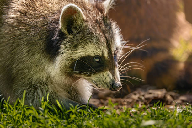 A close-up of a raccoon on a grass