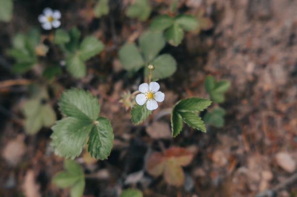 A white flower with green leaves