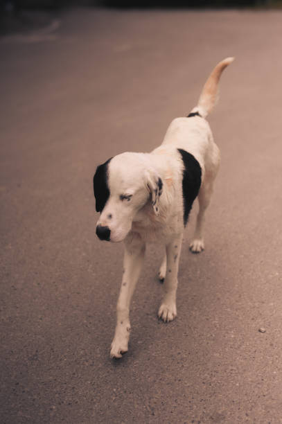 Close-up shot of beautiful English setter on dark background