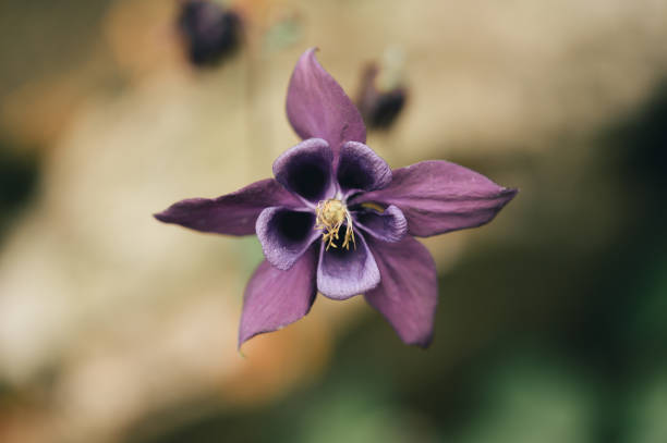 A purple flower in bloom against a blurred backdrop and foliage