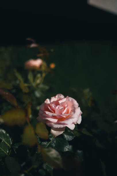 istock Pink rose with a dark background and green leaves at the base 2156065330