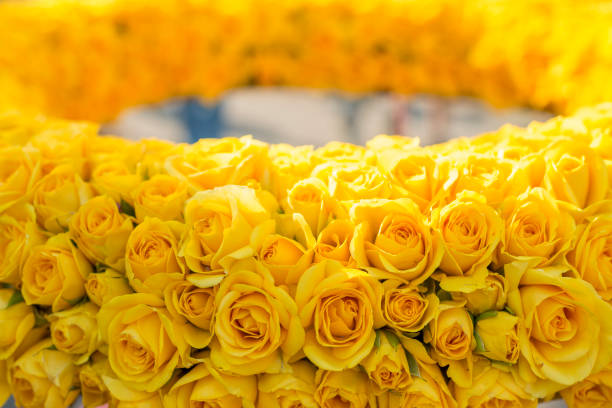 A bunch of yellow roses arranged in a circular formation