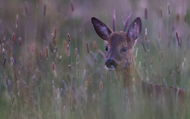 istock Deer peeking out from its natural habitat in a field 2156066391