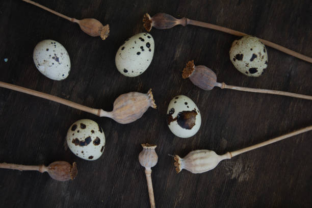 Quail eggs on dark wooden background