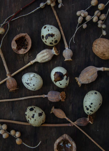 Quail eggs on dark wooden background