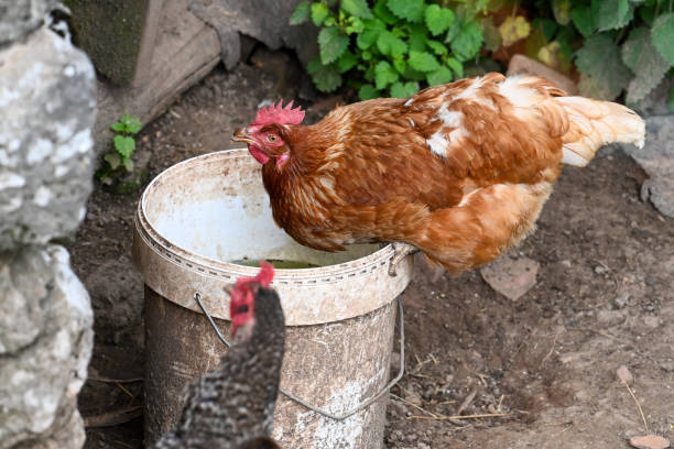 istock Chicken drinks water from a bucket by its trough 2156066790
