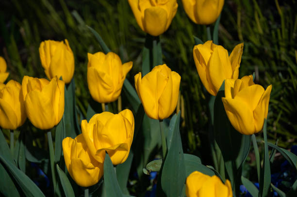 Yellow tulips blooming in the park in springtime.
