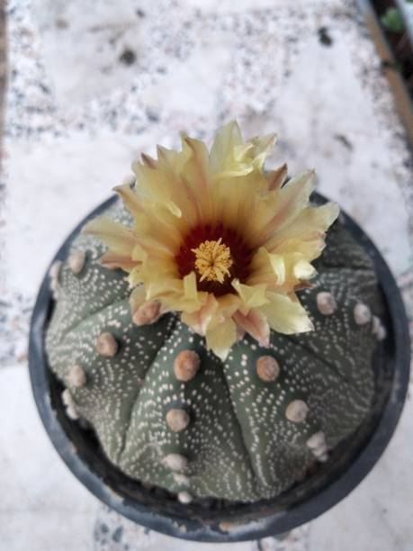 istock The cactus has yellow flowers. 2156066803