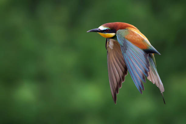 istock Vibrant bird in flight against woodland backdrop 2156066829