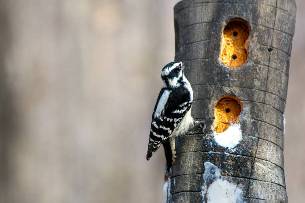 A tiny bird sits on a tree with hollows