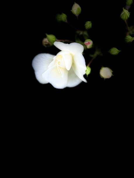 istock Wite flower with green leaves on black background, isolated with copy space 2156067050