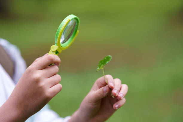 Asian junior high school students observing plant growth in the forest