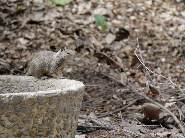 istock Squirrel on a large pottery bowl at the park 2156067364
