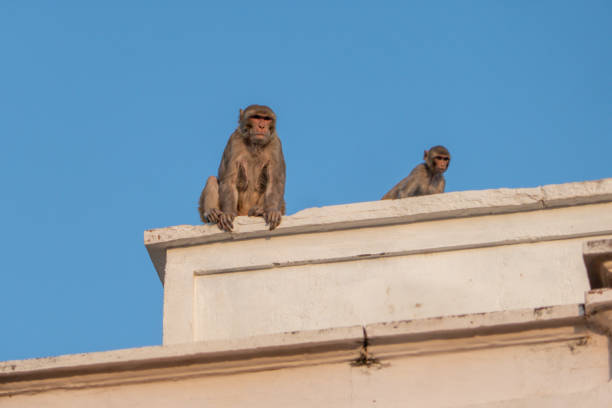 istock Monkeys perched on urban structures, eagerly anticipating a chance to grab some food 2156067500