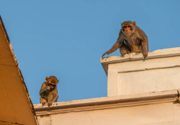 istock Monkeys perched on urban structures, eagerly anticipating a chance to grab some food 2156067509
