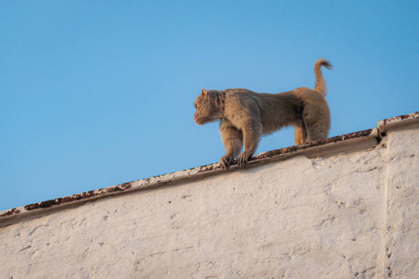 A monkey perched on urban structures, eagerly anticipating a chance to grab some food