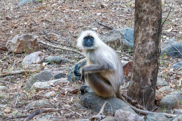 istock Monkey on a safari in Ranthambore National Park, India 2156067533